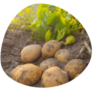 Pommes de terre