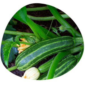 Zucchini