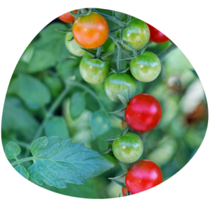 Tomate cerise