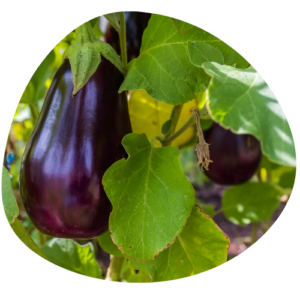 Aubergine