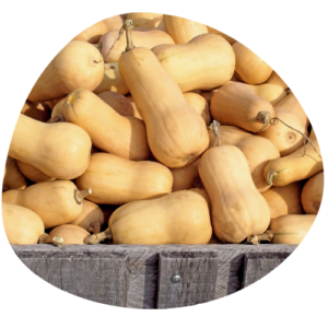 Courge Butternut