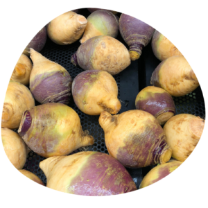 Rutabaga