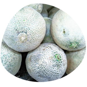 Cantaloupe